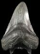 Megalodon Tooth - South Carolina (Repaired) #46449-2